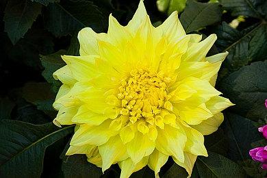 《星球大战：法外狂徒》女主不使用光剑